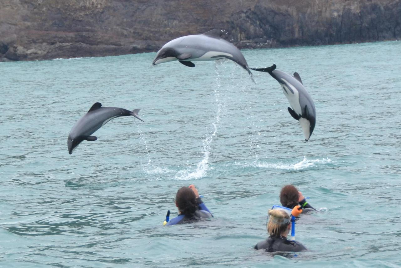 Akaroa Swimming with Dolphins - Small Group Tour - Photo 1 of 25